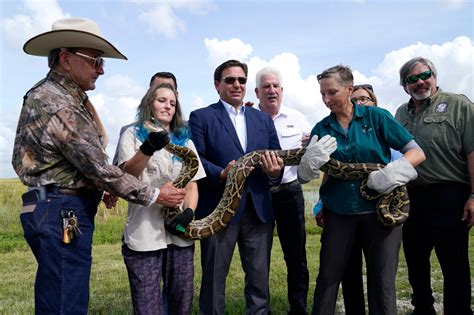 Burmese Python Hunt In Florida Everglades Slated For August Fox31 Denver