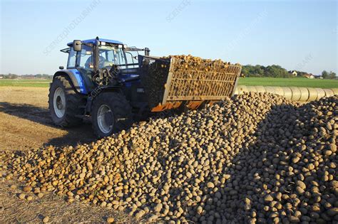 Potato Harvest Stock Image E7701794 Science Photo Library