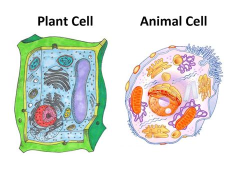 Protective out barrier of plant cells. An Interview with a Cell - Cell Organelles Functions ...
