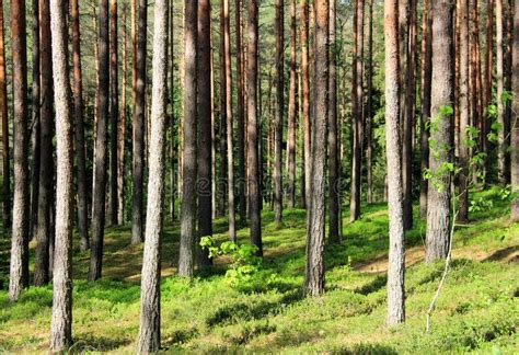 Pine Forest Stock Image Image Of Pine Healthy Mountain 94303613
