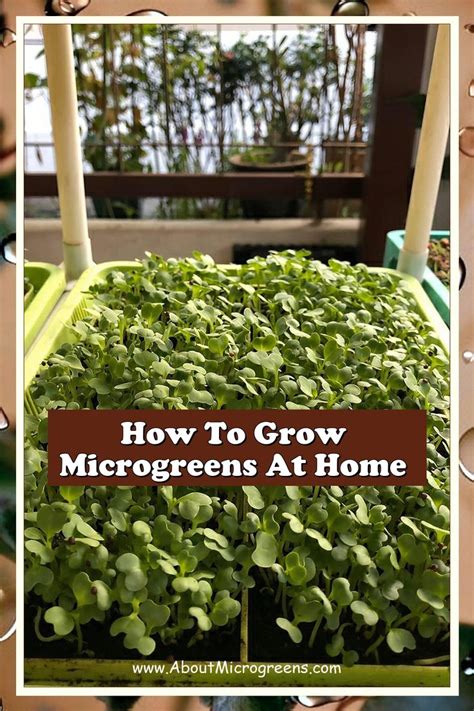 How To Grow Microgreens At Home How To Grow Microgreens At Home