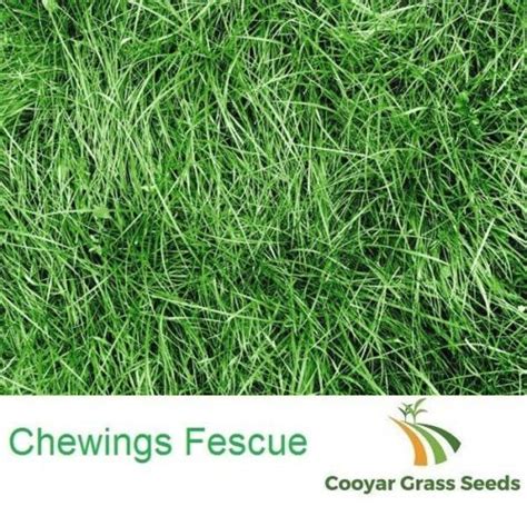 Chewings Fescue Grass Seed Pure 100 10kg Ebay