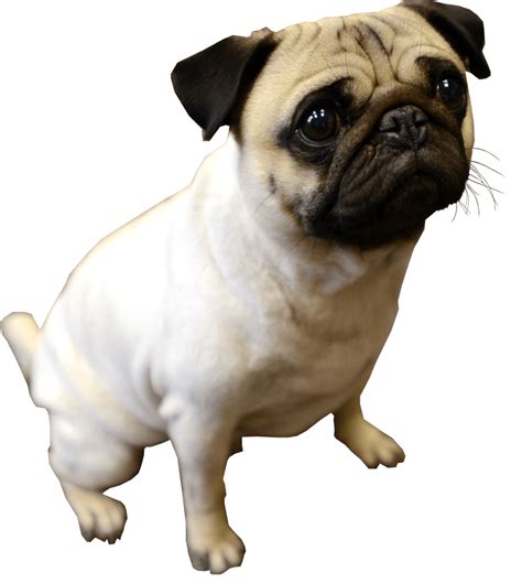 pug png 10 free Cliparts | Download images on Clipground 2021 png image