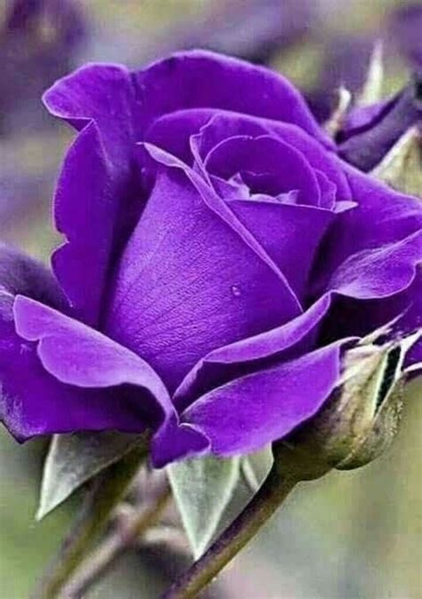 Pin By Haniyyah On 151 Beautiful Rose Flowers Purple Roses Rose Flower