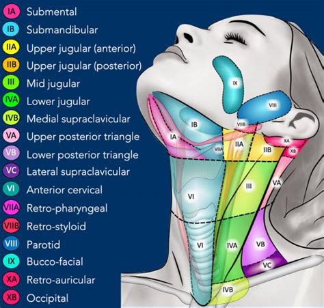 The Radiology Assistant Cervical Lymph Node Map