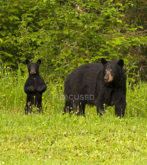 Wild American Black Bear With Cub Standing And Alert In Grassy Meadow