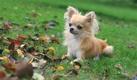 Chihuahua Dog Breed Information Characteristics And Fun Facts Petcoach