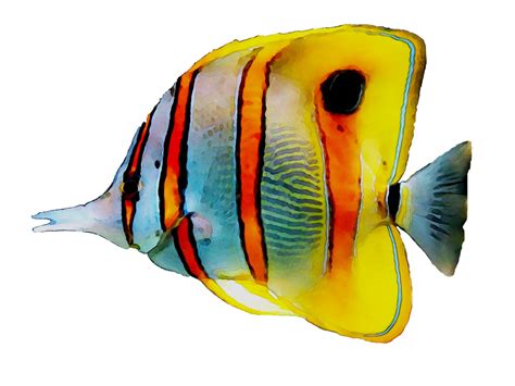 Coral Reef Angelfish Png Clipart Png All Png All