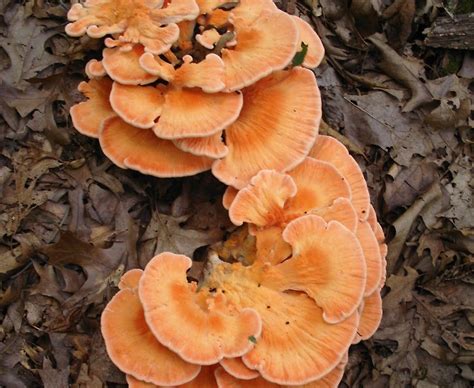 Mid Missouri Morels And Mushrooms