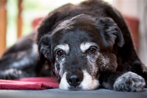 9 Ways To Make Your Senior Dogs Life Better