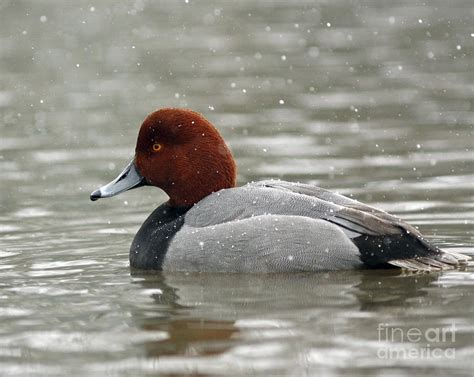 Redhead Duck In A Winter Snow Storm Photograph By Inspired Nature