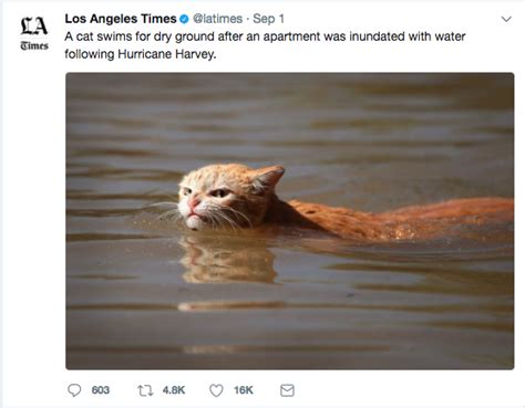 Photo Of Angry Cat In Harvey Floodwaters Sparks Memes Controversy