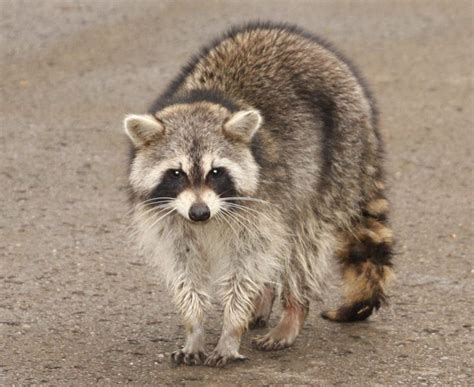 When Raccoons Attack Woman Says Critters Chased Attacked Her