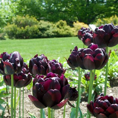 Maybe you would like to learn more about one of these? Tulip 'Black Hero' | White flower farm, Bulb flowers ...