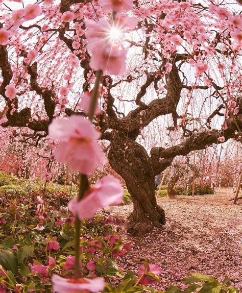 The Most Beautiful Blossom Trees 🌸💗 Locatio Blossom Trees Nature