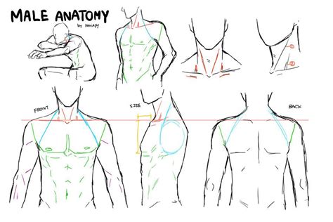 Torse Dos D Homme Drawing Male Anatomy Male Figure Drawing Figure
