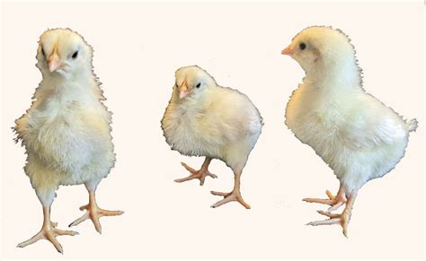 Egg Laying Chicks For Sale White Chickens Free Shipping The