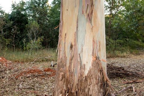 Colorful Bark Of The Eucalyptus Tree Stock Image Image Of Looking