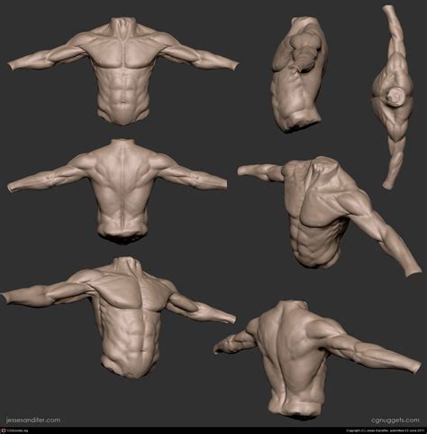 Zbrush Torso Study By Jesse Sandifer 3d Cgsociety Zbrush Anatomy