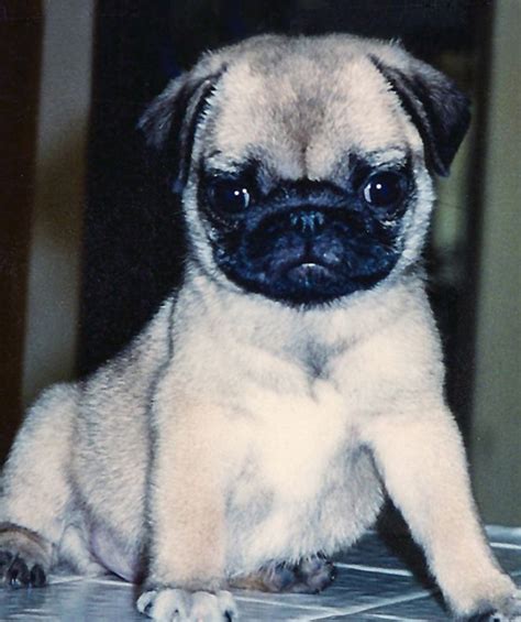 Poki My Very First Pug Pugs Dogs Animals