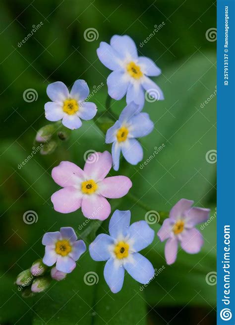 Background With Wildflower Forget Me Not Flowers In The Wild Stock