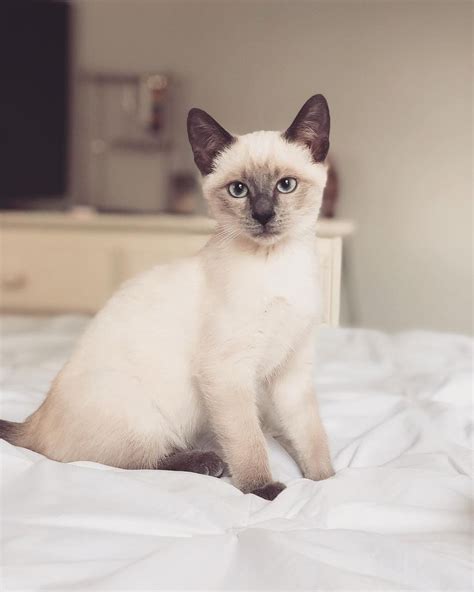 Siamese Cat Color Change Temperature British Shorthair
