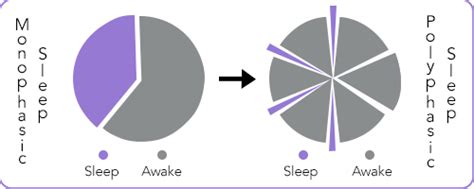 Polyphasic Sleep