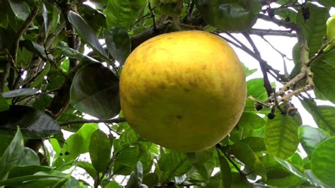 Stonefruit, citrus and apple trees. The Pomelo Tree and Fruit | Citrus maxima | HD Video - YouTube