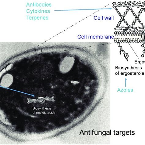 Fungal Targets Of Current And New Antifungal Drugs Download
