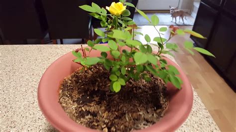 How To Grow Miniature Roses Youtube
