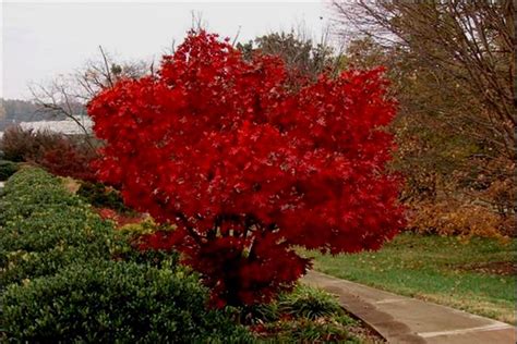 Japanese Maple A Vivid Red Fall Color On A Dwarf Japanese By Mr