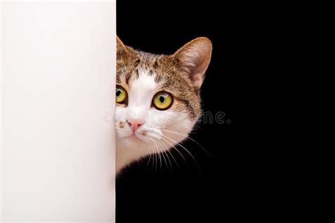 Cat Looks Out Cat On White Background Peeks Around The Corner Stock