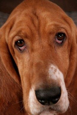 Canine conjunctivitis causes include, allergies (affecting both eyes) or foreign objects stuck in a dog's eye. Why Are My Dog's Eyes Red and Inflamed? | Dog eyes, Dogs, Droopy eyes
