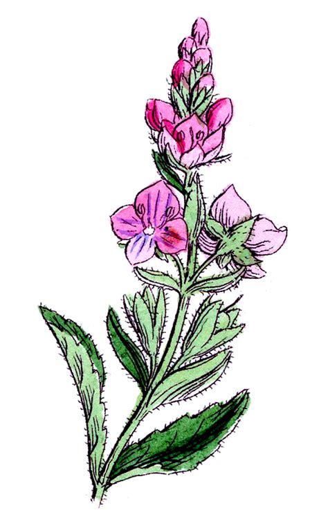 Free Wildflowers Cliparts Download Free Wildflowers Cliparts Png