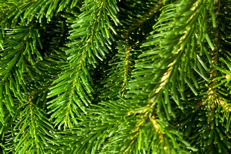 Green Pine Needles Background Free Stock Photo Public Domain Pictures