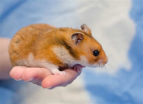 Hamster Sizes How Big Do Hamsters Get The Pet Savvy