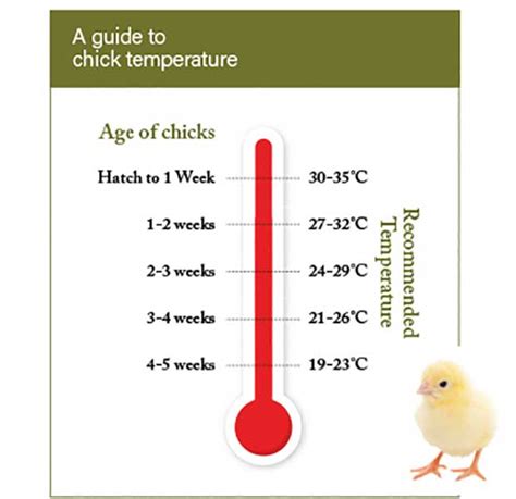 An Introduction To Chick Safety Perdue Flockleader