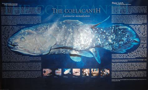 Coelacanth Facts About Coelacanth Living Fossils Of The Sea