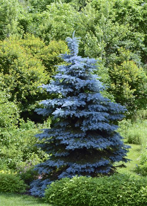 Plant Inventory At 20 Timothy Picea Pungens Colorado Blue Spruce