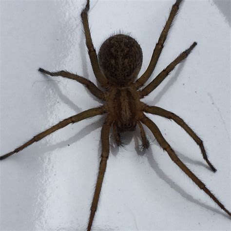 Help Is This A Brown Recluse Spider Found In My Basement Bedroom In
