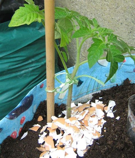 How To Sow Plant And Grow Juicy Tomatoes In Containers Growing