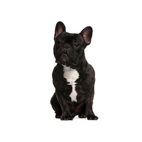 The french bulldog also affectionately known as, the frenchie, frenchie puppies, appeared during the 19th century in nottingham, england as a smaller version of the english bulldog and is often referred to as the toy english bulldog. French Bulldog Puppies - Petland Knoxville