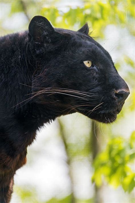 Black Puma Cat Pictures Oliviaherndon