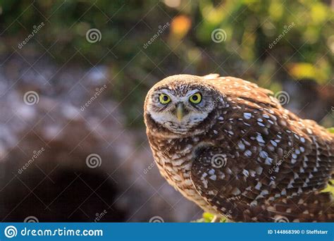 Adult Burrowing Owl Athene Cunicularia Perched Outside Its Burrow Stock