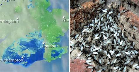 Flying Ant Day Was So Massive The Swarm Could Be Seen From Space