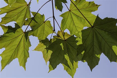 Canopy Of Leaves Photograph By Greg Thiemeyer Fine Art America