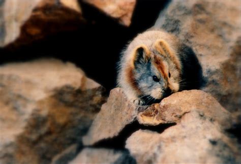 This Rare Ili Pika Aka ‘magic Rabbit Was Spotted For The First Time In