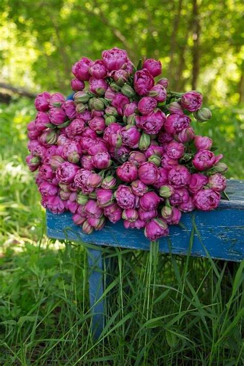 The flowers look like peonies, but the greenery around them does not. These incredible blooms look like peonies but are actually ...