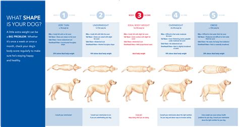 There's no easy answer to how much a cat should weigh, but a visioual. Ideal dog weight chart | The Labrador Forum