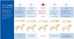 Ideal Dog Weight Chart The Labrador Forum